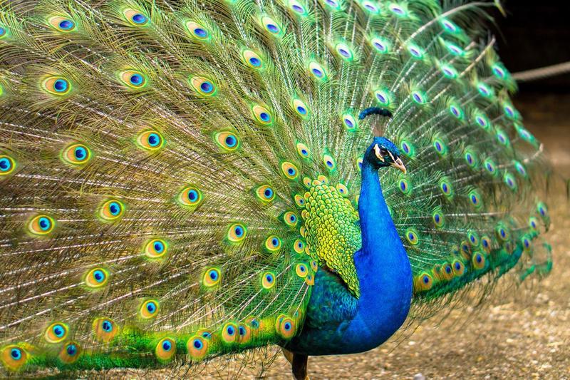 Haga clic en la imagen para ver una versin ms grande

Nombre:	1-pavo-real_0.jpg
Visitas:	1
Size:	132,3 KB
ID:	7727451